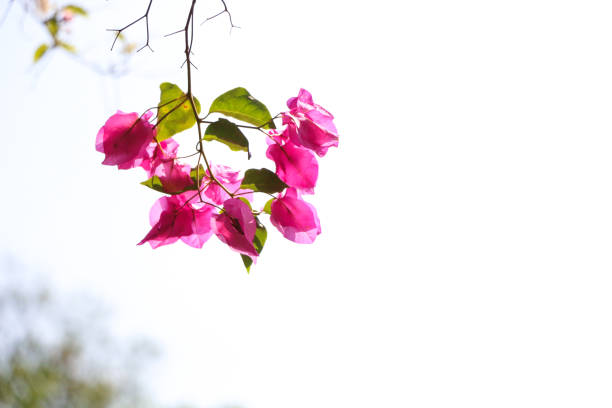 Trees Planet, Bougainvillea glabra or Paper Flower