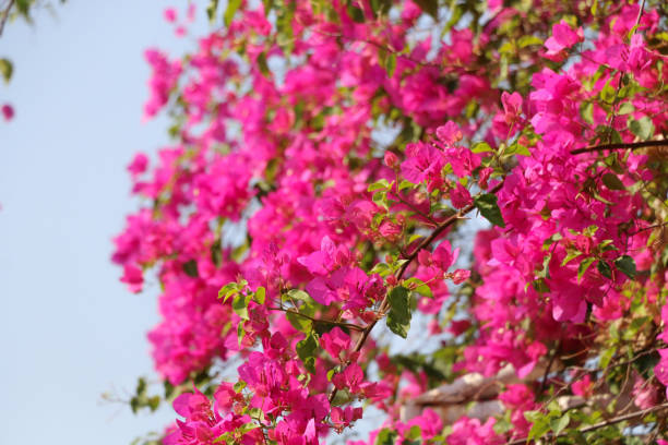 istock Trees Planet, Bougainvillea glabra or Paper Flower 1125618872