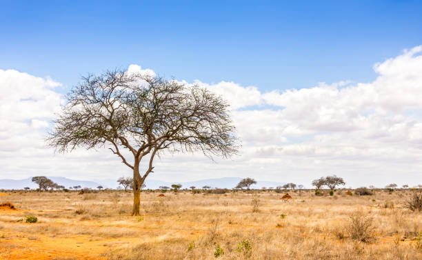 istock Savannah plains landscape in Kenya 1125619864