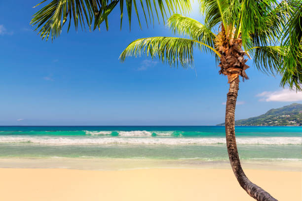 istock Exotic sandy beach with coco palm and turquoise sea 1125621852