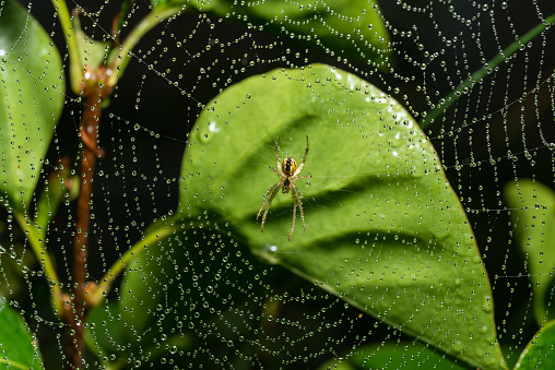 Small spider sits on his cobweb. Selective focus with shallow depth of field.