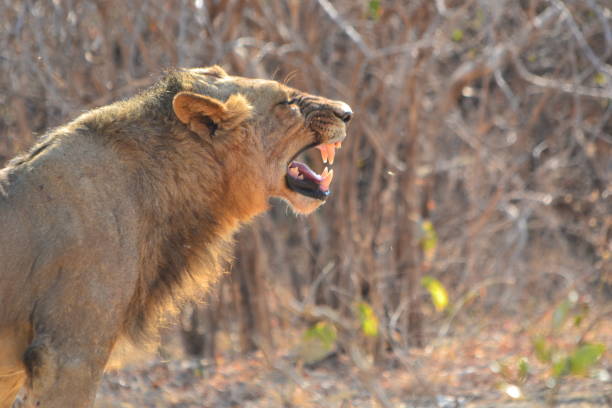 istock Male lion after hunting 1125626854