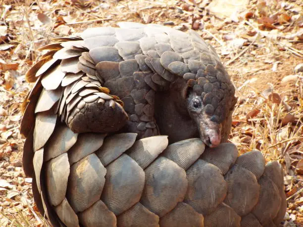 Photo of Pangolin