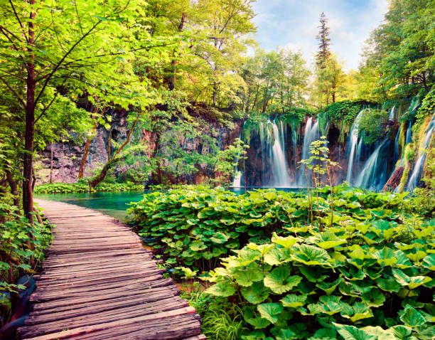 vista de la espléndida mañana de parque nacional de plitvice. escena de primavera colorida de selva con cascada de agua pura. paisaje del gran paisaje de croacia, europa. antecedentes del concepto de viaje. - tree waterfall water river fotografías e imágenes de stock