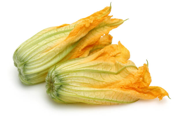 сквош цветет на белом фоне - zucchini vegetable white green стоковые фото и изображения