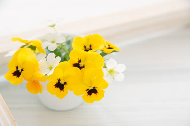 Yellow pansy in a tea cup