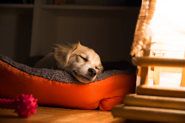 cachorro dormindo em seu bad - dog mixed breed dog pets puppy - fotografias e filmes do acervo