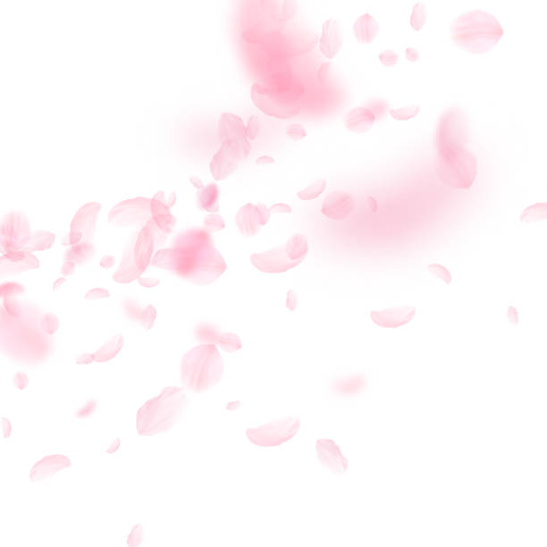 桜の花びらが落ちています。ロマンチックなピンクの花 - 桜 花びら点のイラスト素材／クリップアート素材／マンガ素材／アイコン素材