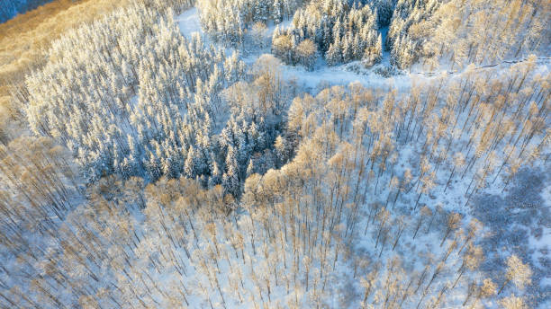 istock Aerial view of the forest at winter. 1125632008