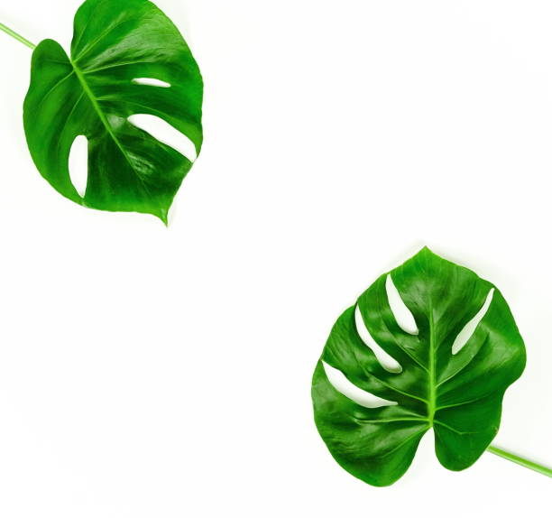 istock Exotic tropical Monstera palm leaf on white background. Flat lay, top view minimal concept. 1125632029