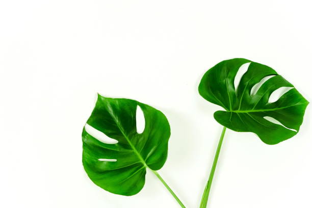 istock Exotic tropical Monstera palm leaf on white background. Flat lay, top view minimal concept. 1125632032