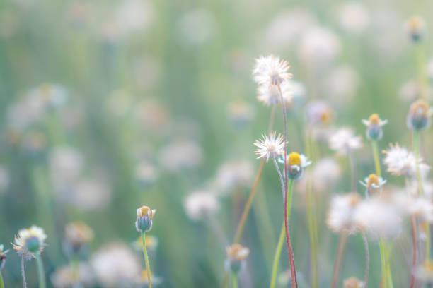 istock Grass pasture in grassland farming on beautiful sunny 1125633453