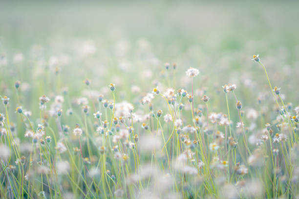 Grass pasture in grassland farming on beautiful sunny