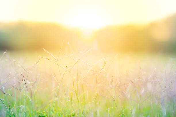 Grass pasture on sunset in grassland farming on beautiful sunny