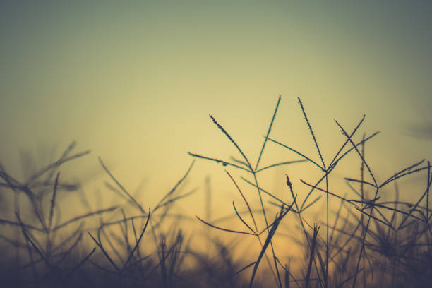Grass pasture on sunset in grassland farming on beautiful sunny