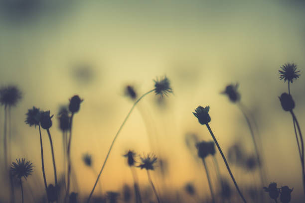 Grass pasture on sunset in grassland farming on beautiful sunny