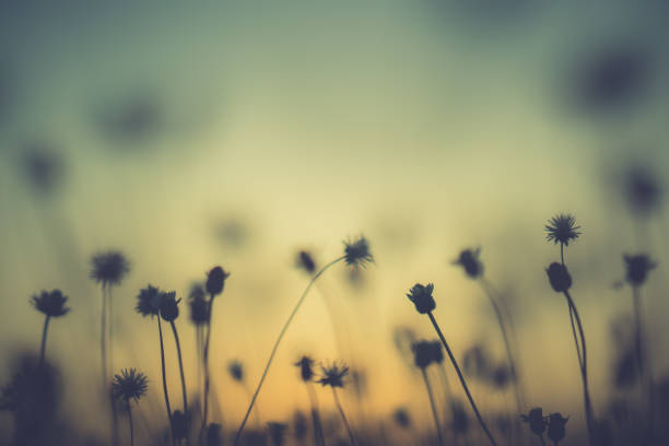 istock Grass pasture on sunset in grassland farming on beautiful sunny 1125633918