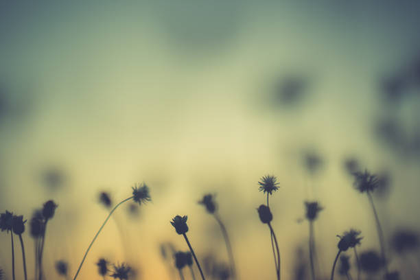 istock Grass pasture on sunset in grassland farming on beautiful sunny 1125633944