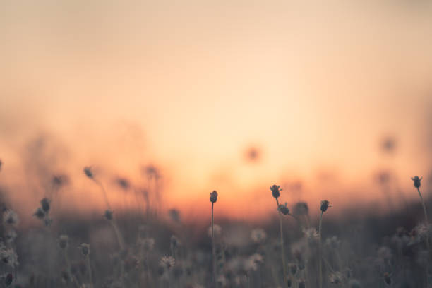 istock Grass pasture on sunset in grassland farming on beautiful sunny 1125634036