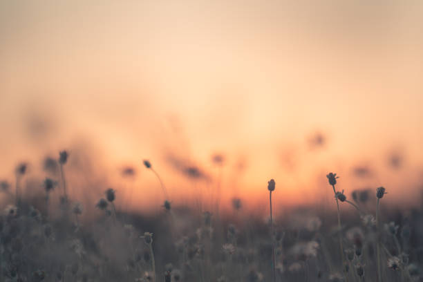 istock Grass pasture on sunset in grassland farming on beautiful sunny 1125634080