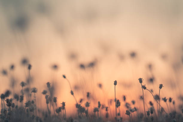 istock Grass pasture on sunset in grassland farming on beautiful sunny 1125634113