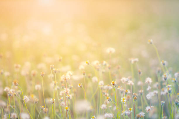 istock Grass pasture on sunset in grassland farming on beautiful sunny 1125634185