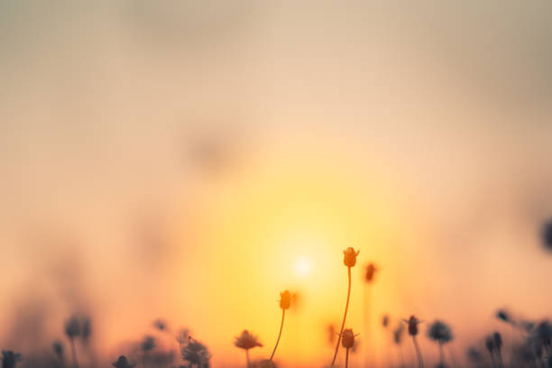 istock Grass pasture on sunset in grassland farming on beautiful sunny 1125634227