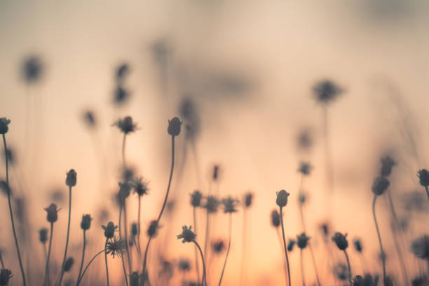 istock Grass pasture on sunset in grassland farming on beautiful sunny 1125634281