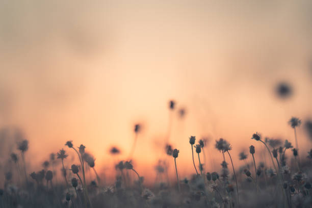 istock Grass pasture on sunset in grassland farming on beautiful sunny 1125634307