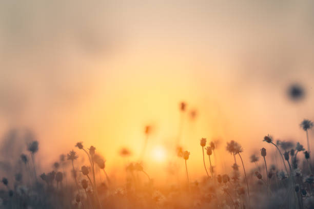 Grass pasture on sunset in grassland farming on beautiful sunny