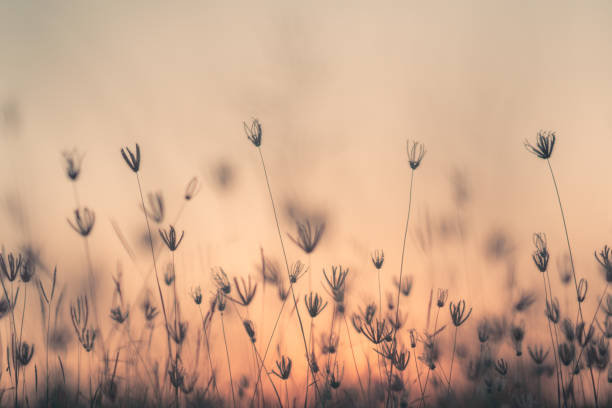 istock Grass pasture on sunset in grassland farming on beautiful sunny 1125634415