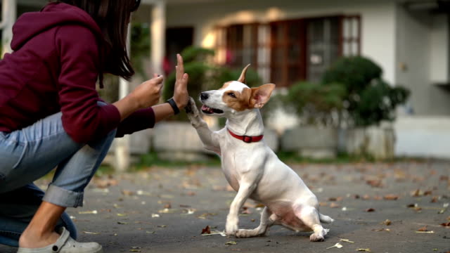 Slow motion, side angle shot of Jack Russell Terrier gives high-five for a treat in exchange.