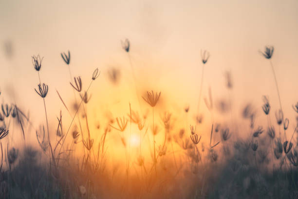 istock Grass pasture on sunset in grassland farming on beautiful sunny 1125634461