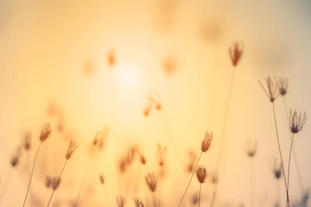 istock Grass pasture on sunset in grassland farming on beautiful sunny 1125635207