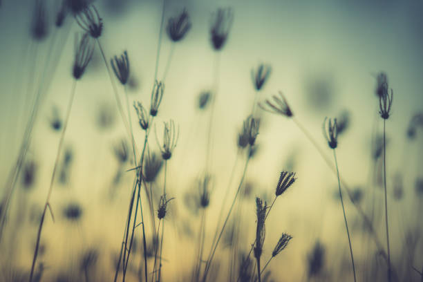 istock Grass pasture on sunset in grassland farming on beautiful sunny 1125635331