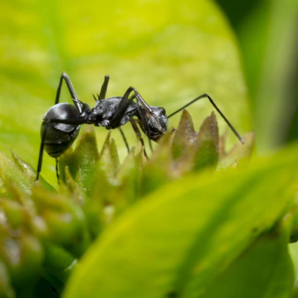 istock Black Spiky ant crawling/walking on a green leafy plant moving upwards, side view 1125635523