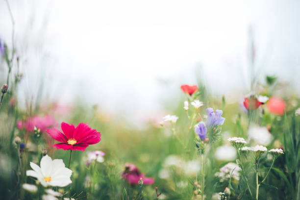 istock Meadow With Colorful Flowers 1125636265