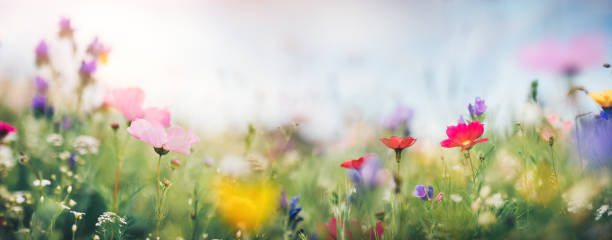 prado de verano panorámica - colourful flowers fotografías e imágenes de stock
