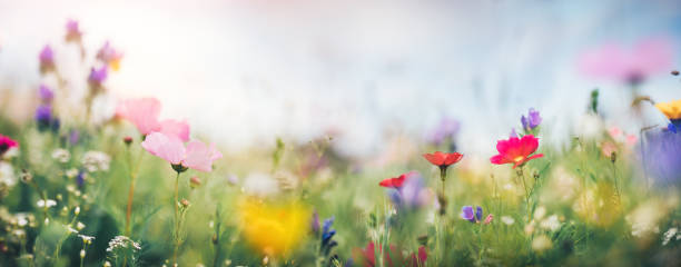 Panoramic Summer Meadow Panoramic summer meadow full of colorful flowers. variegated foliage stock pictures, royalty-free photos & images