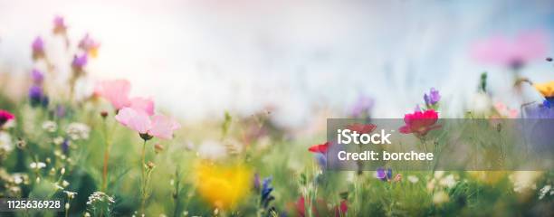 Panoramic Summer Meadow Stock Photo - Download Image Now - Flower, Backgrounds, Springtime