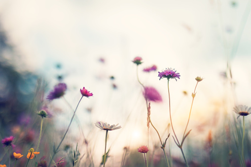 Summer meadow full of colorful flowers.