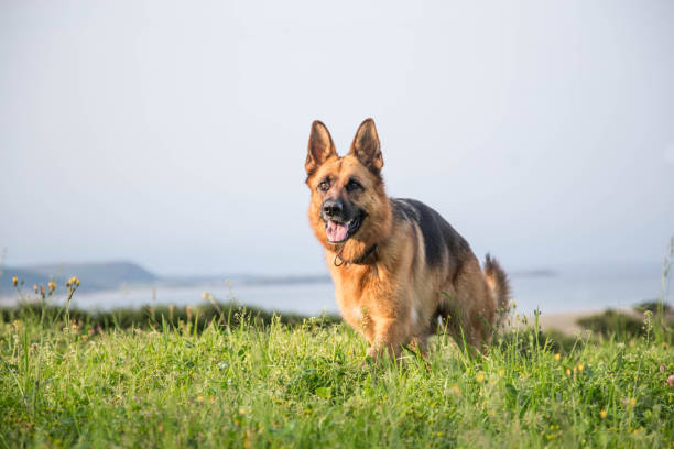 full body portrait of German Shepherd Dog outdoors stock photo