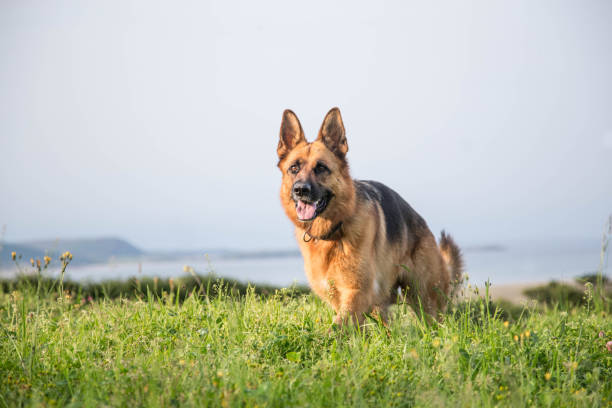 full body portrait of german shepherd dog outdoors - german shepherd imagens e fotografias de stock