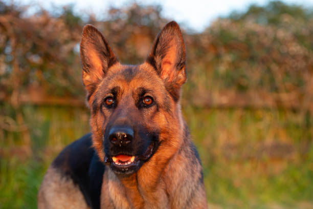 istock head shot of German Shepherd Dog 1125637325