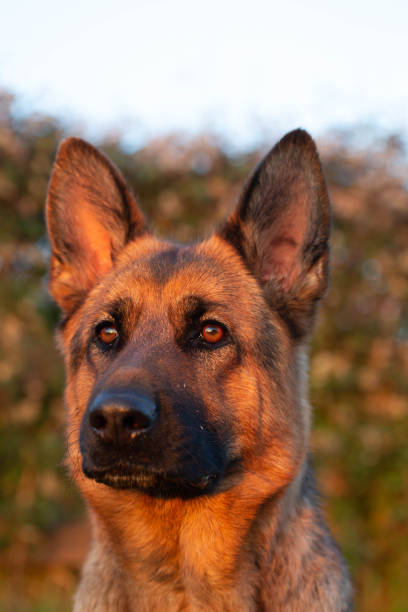 istock head shot of German Shepherd Dog 1125637344