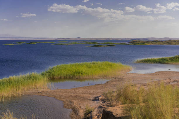 край озера айдар в пустыне кызыкум, узбекистан - waters edge lake beach tree стоковые фото и изображения