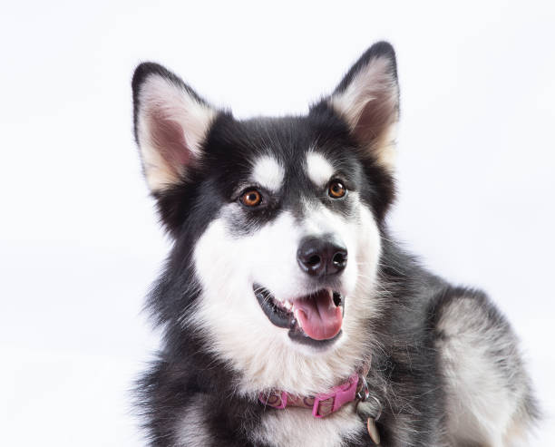 istock studio shot of Husky Malamute dog 1125637442