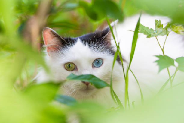 Close-up view of a white cat with heterochromia looking at camera, blue and green eyes