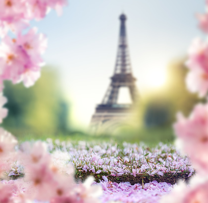 Springtime in Paris: View on Eiffel Tower through the blooming tree.