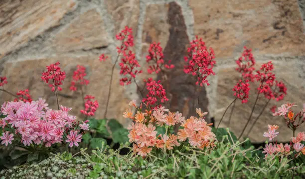 Coral Bells (Heuchera Brizoides) Flowers and Lewisia Flowers Planted at the House Entrance in Springtime